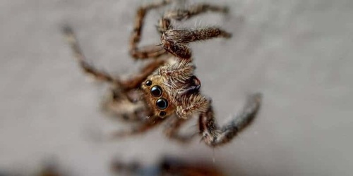 Year-round protection from spiders entering your home Year-round protection from spiders entering your home