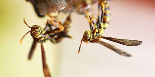 Safe wasp nest removal Safe wasp nest removal
