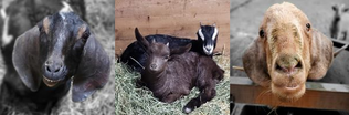 The Old Goats Home & Rescue 
