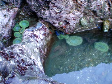 Gallery Image tidepool2.jpg