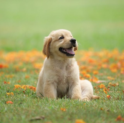 Gallery Image dog-puppy-on-garden-royalty-free-image-1586966191.jpg