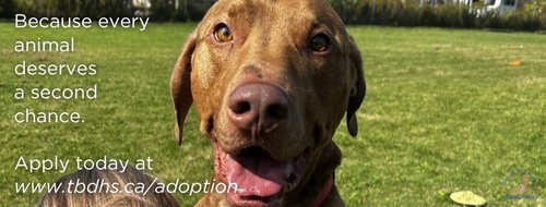 Gallery Image humane%20part%20of%20banner%20better%20dog.jpg