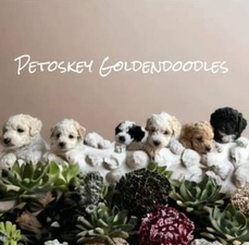 Petoskey Goldendoodles