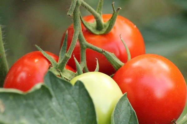 Gallery Image OrganicTomato.jpg