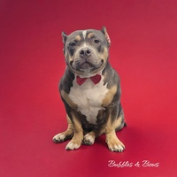 Bubbles & Bows Dog Grooming