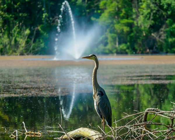 Gallery Image Blue_Heron_Fairy_post_Lake.jpg