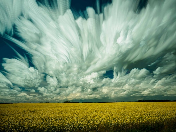 Gallery Image Canola_Fields_Alberta3.jpg