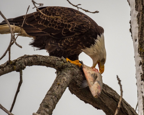 Gallery Image Eagle_Feasting1.jpg