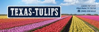 Texas - Tulips