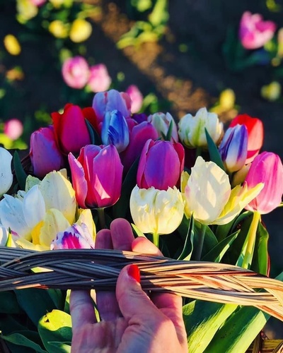 Pick your own Tulips