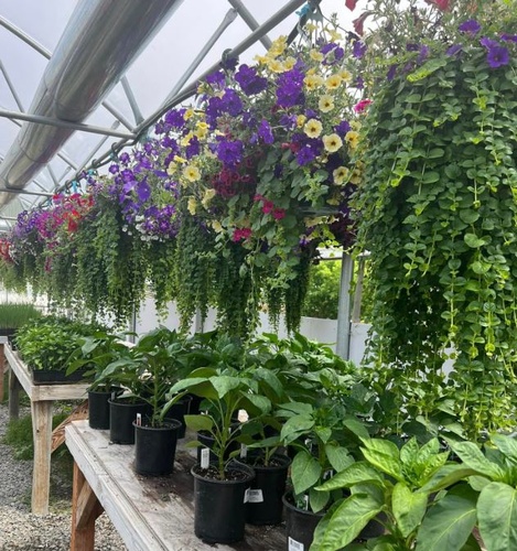 Gorgeous hanging baskets and plants.