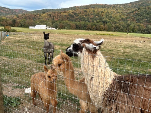 Gallery Image little%20will%206_090126-091946.jpg