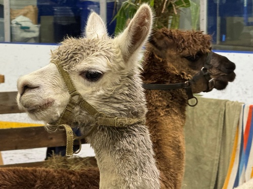 Gallery Image FairAnimal1_300725-023912.jpg
