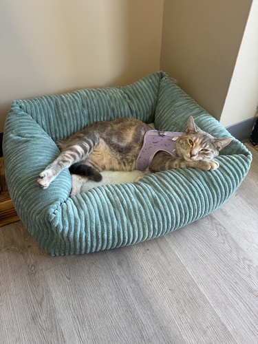 Pip the cat who is the inspiration for our logo and a staple here at the studio