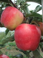 CS Fruit Ltd. 