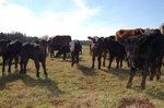 Wilkes County Cattlemen's Association