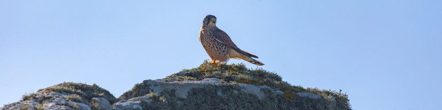 Kernow Conservation CIC