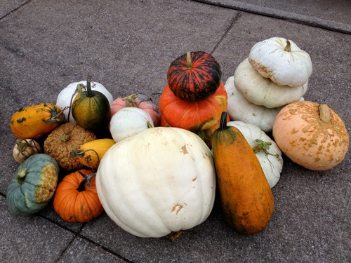 Seasonal Pumkins, Gourds & more!