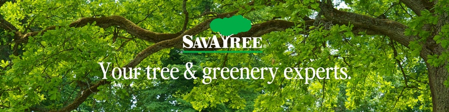 Savatree