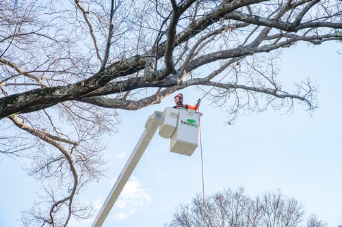 Gallery Image savatree%20cherry%20picker.jpg
