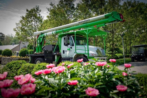 Gallery Image savatree%20truck.jpg