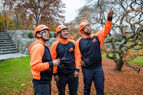 Gallery Image savatree.jpg