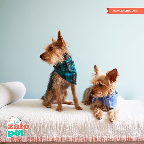 Gallery Image Zato%20Yorkie.jpg Gallery Image Zato%20Yorkie.jpg