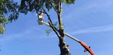 Plue's Tree Service