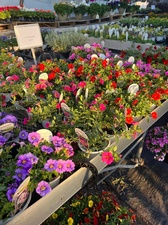 Greenhouse & Decor