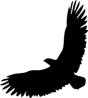 Eagle True Pilates Arts