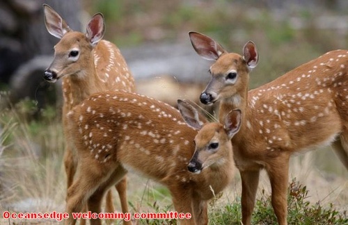Gallery Image 4b%20-%20deer.jpeg