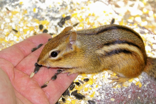 Gallery Image 4f%20-%20pet%20chipmunk.jpg