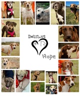 Delilahs Hope Rescue 