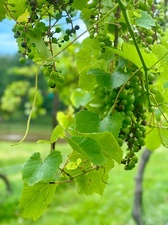 Valle della Pace Vineyards & Winery