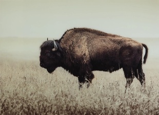 Bison Creek Land Services, LLC