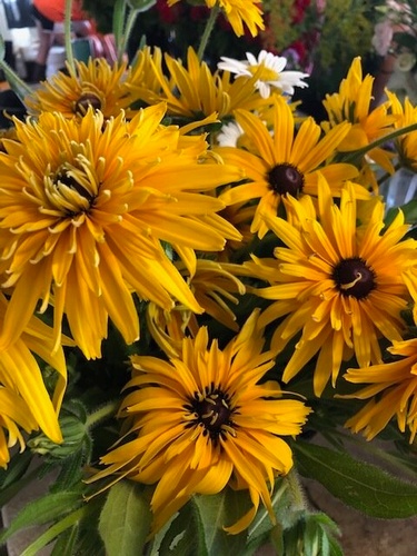 Gallery Image Cuts%20of%20Color%20sunflower.jpg