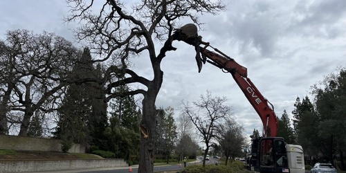 Tree Removal