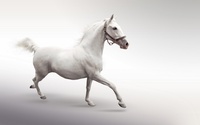 White Horse Cleaning Services