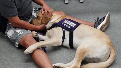 Gallery Image assistance-dog-in-training-david-providing-comfort-during-cawt.jpg