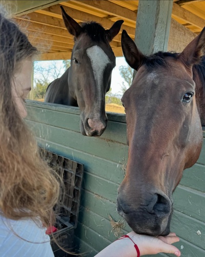 Gallery Image Feeding%20Horses.jpg