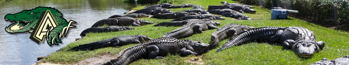 Alligator Alley Alligator Alley