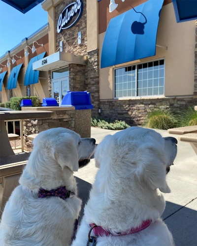 Gallery Image Culvers%20pups.jpg