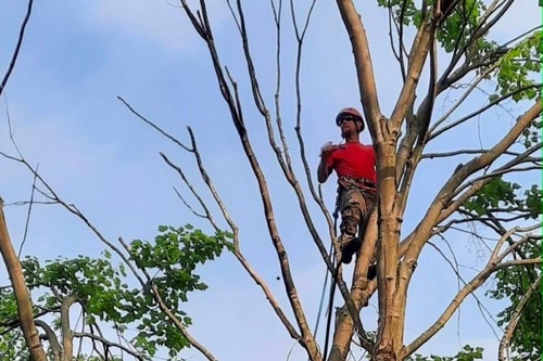 Penn West Tree Service