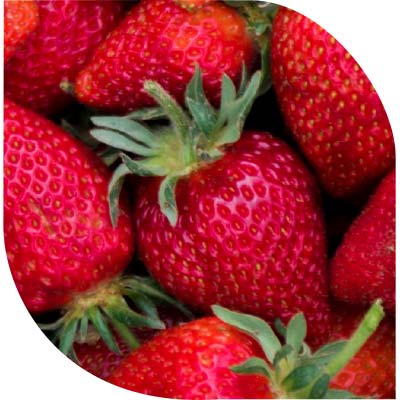 Gallery Image Willamette_Valley_Fruit_Co_Strwawberries.jpg