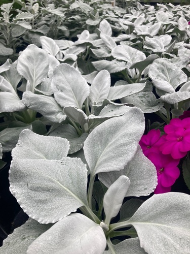 Gallery Image Sunshine%20Farm%204.jpg