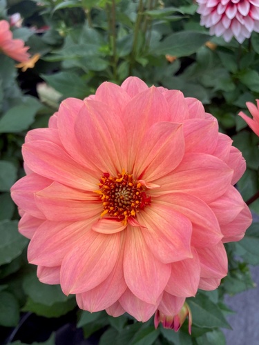 Gallery Image Sunshine%20Farm%205.jpg