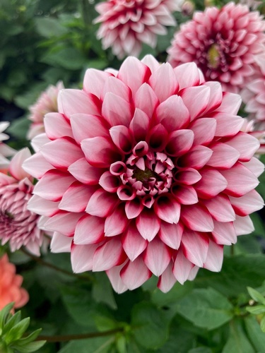 Gallery Image Sunshine%20Farm%206.jpg