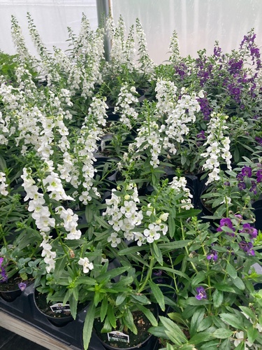 Gallery Image Sunshine%20Farm%208.jpg