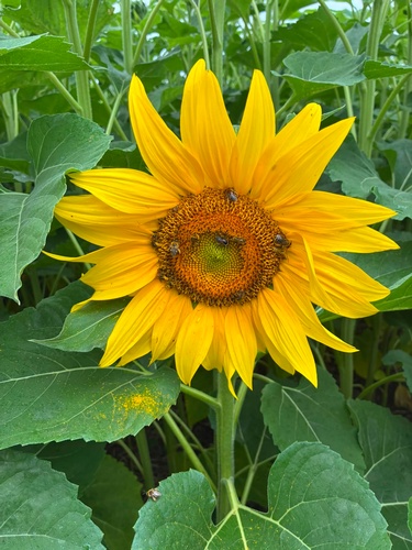Gallery Image Keuka%20Harvest%201.jpg