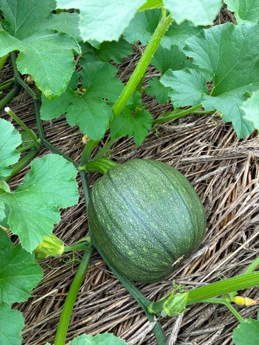 Gallery Image Keuka%20Harvest%208.jpg